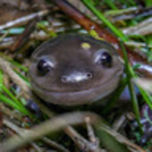 Meet your Posher, Salamander